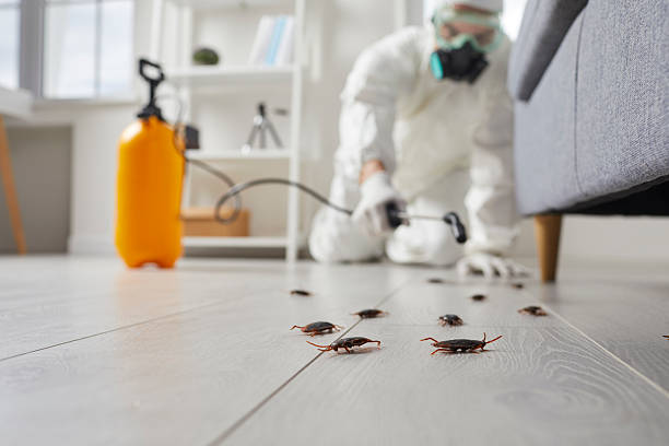 Post-Treatment Bed Bug Interceptor Monitoring in La Cygne